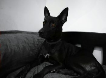 Close-up of dog sitting on hardwood floor