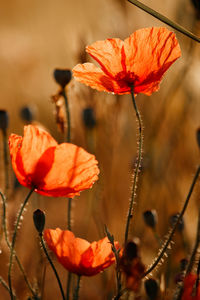 Close-up of orange flower