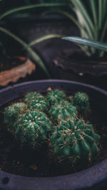 High angle view of succulent plants