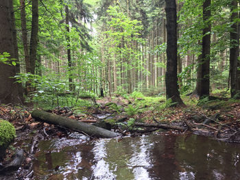 Scenic view of stream amidst trees in forest