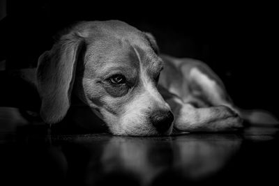 Close-up portrait of dog relaxing on floor