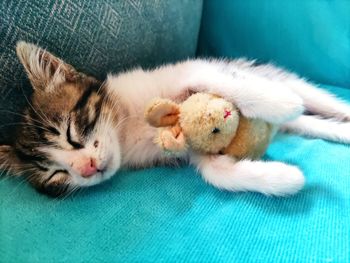 Close-up of cat sleeping