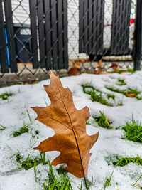 Close-up of dry maple leaves on field during winter