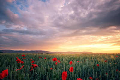 Scenic view of poppy field against sky during sunset