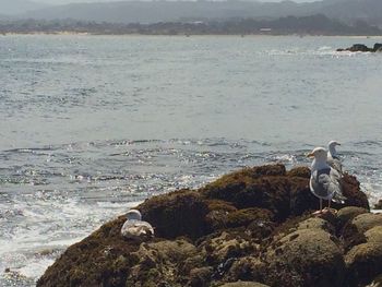 Swan swimming in sea against sky