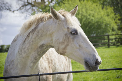 Close-up of a horse on field