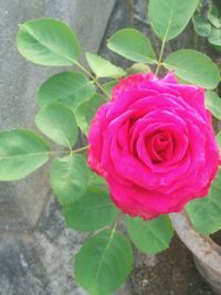 Close-up of pink rose