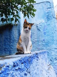 Close-up of cat sitting on blue retaining wall