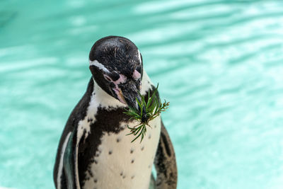 Close-up of a penguin with grass