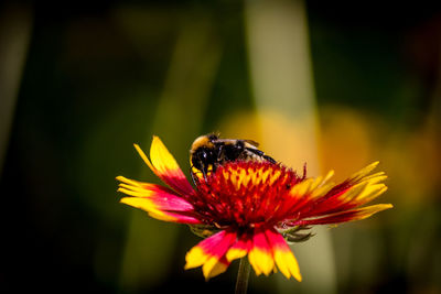 Close-up of honey bee on coneflower