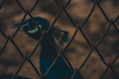 Close-up of chainlink fence