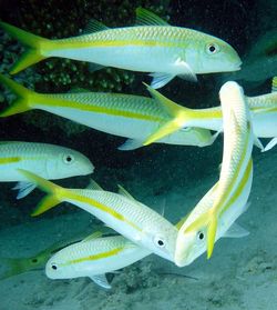 Fish swimming in sea