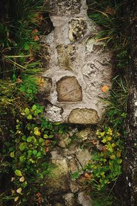 Close-up of footpath amidst plants in forest