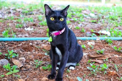 Portrait of black cat on field