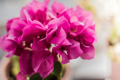 Close-up of pink flower