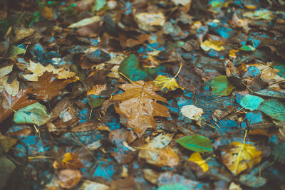 Full frame shot of wet autumn leaves