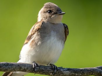 Close-up of bird perching on branch