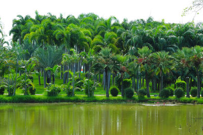 Trees by lake against sky