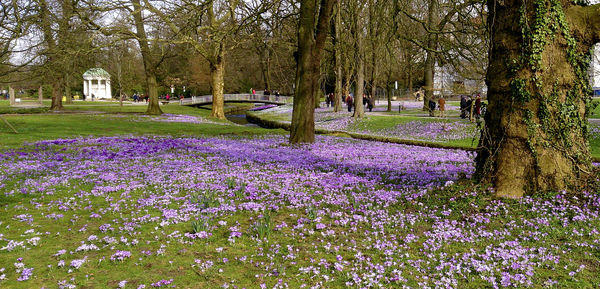 Purple flowers on tree