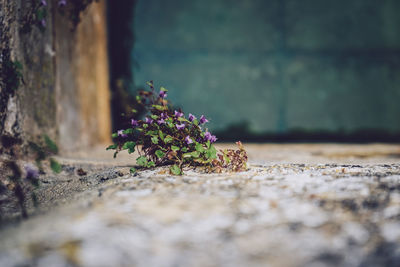 Close-up of flowering plant on floor