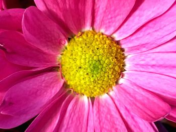 Close-up of pink flower
