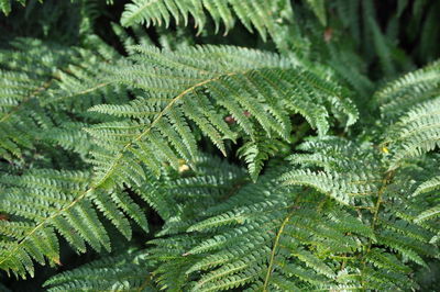 Full frame shot of fern leaves