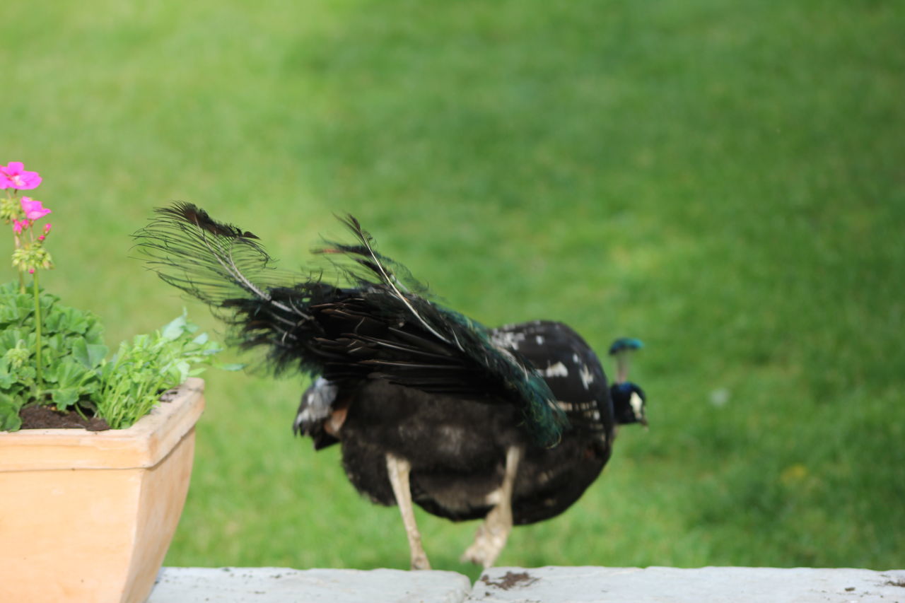 CLOSE-UP OF BIRD PERCHING ON LEAF OUTDOORS