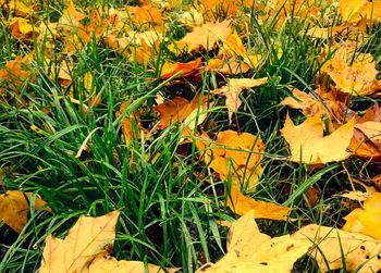 Close-up of leaves on field