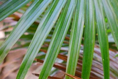 Close-up of green leaves