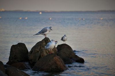 Seagulls perching by sea against sky