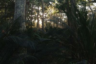 Trees growing in forest