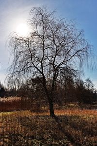 Bare trees on field