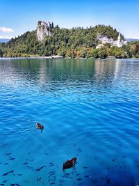 Lake bled - slovenia 