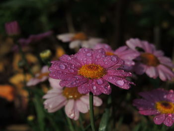 Close-up of pink flower