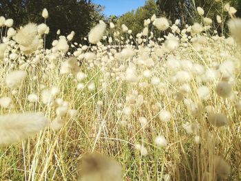 Close-up of plants against sky