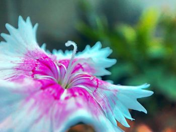 Close-up of pink flower
