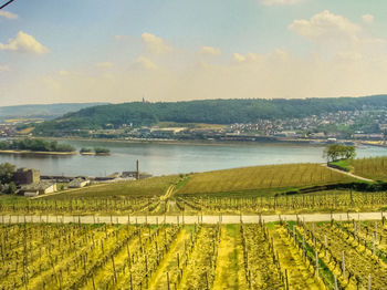 Scenic view of vineyard against sky