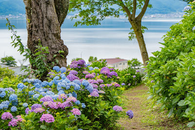 Close-up of purple flowering plants by sea against sky
