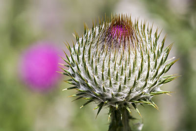 Close-up of thistle