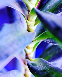 Close-up of leaves against blurred background