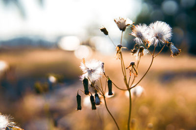 Close-up of wilted flower on field