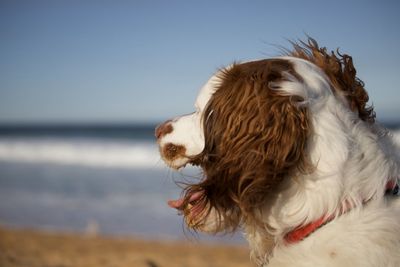 Dog in the sea