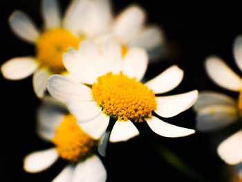 Close-up of white flower