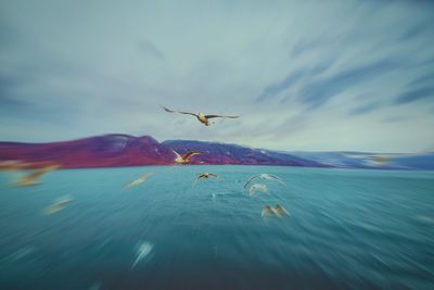 Bird flying over sea against sky