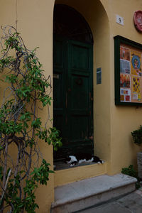 Potted plant against wall