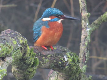 Bird perching on tree