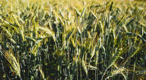 Close-up of  barley growing on field