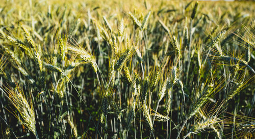 Close-up of wheat growing on field