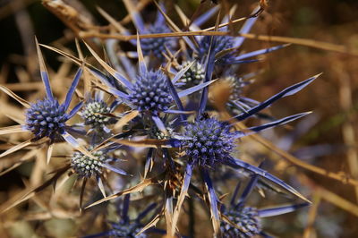 Close-up of flowers