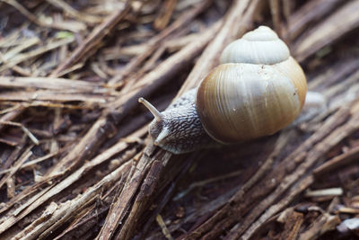 Close-up of snail on wood